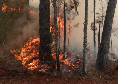 Observatorio alerta: áreas protegidas de República Dominicana enfrentan una temporada crítica de incendios forestales