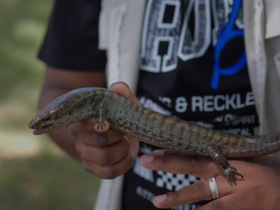 Encuentran dos lagartos endémicos de RD en peligro de extinción en el Parque Nacional La Humeadora