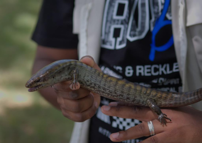 Encuentran dos lagartos endémicos de RD en peligro de extinción en el Parque Nacional La Humeadora