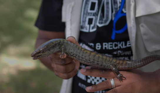 Encuentran dos lagartos endémicos de RD en peligro de extinción en el Parque Nacional La Humeadora