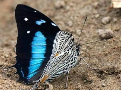 Registran 151 especies de mariposas en un área protegida de la Amazonía ecuatoriana