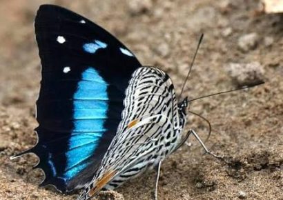 Registran 151 especies de mariposas en un área protegida de la Amazonía ecuatoriana