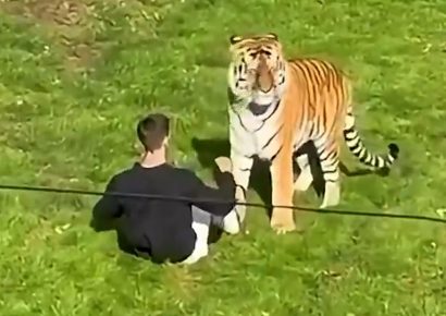 Hombre muere tras ser atacado por un tigre en un zoológico de Inglaterra