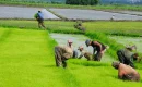 Sector arrocero afirma que confía en Abinader para preservar la producción nacional ante negociación con EE. UU.