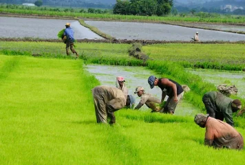 Sector arrocero afirma que confía en Abinader para preservar la producción nacional ante negociación con EE. UU.
