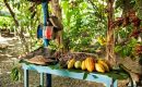 Puerto Plata se destaca entre las principales provincias productoras de cacao de República Dominicana