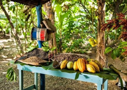 Puerto Plata se destaca entre las principales provincias productoras de cacao de República Dominicana